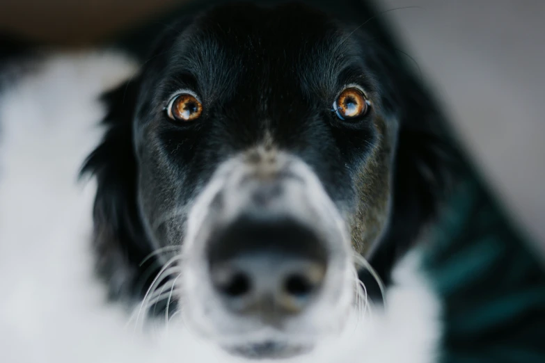 a closeup po of a dog's face with the reflection of another dog on the ground