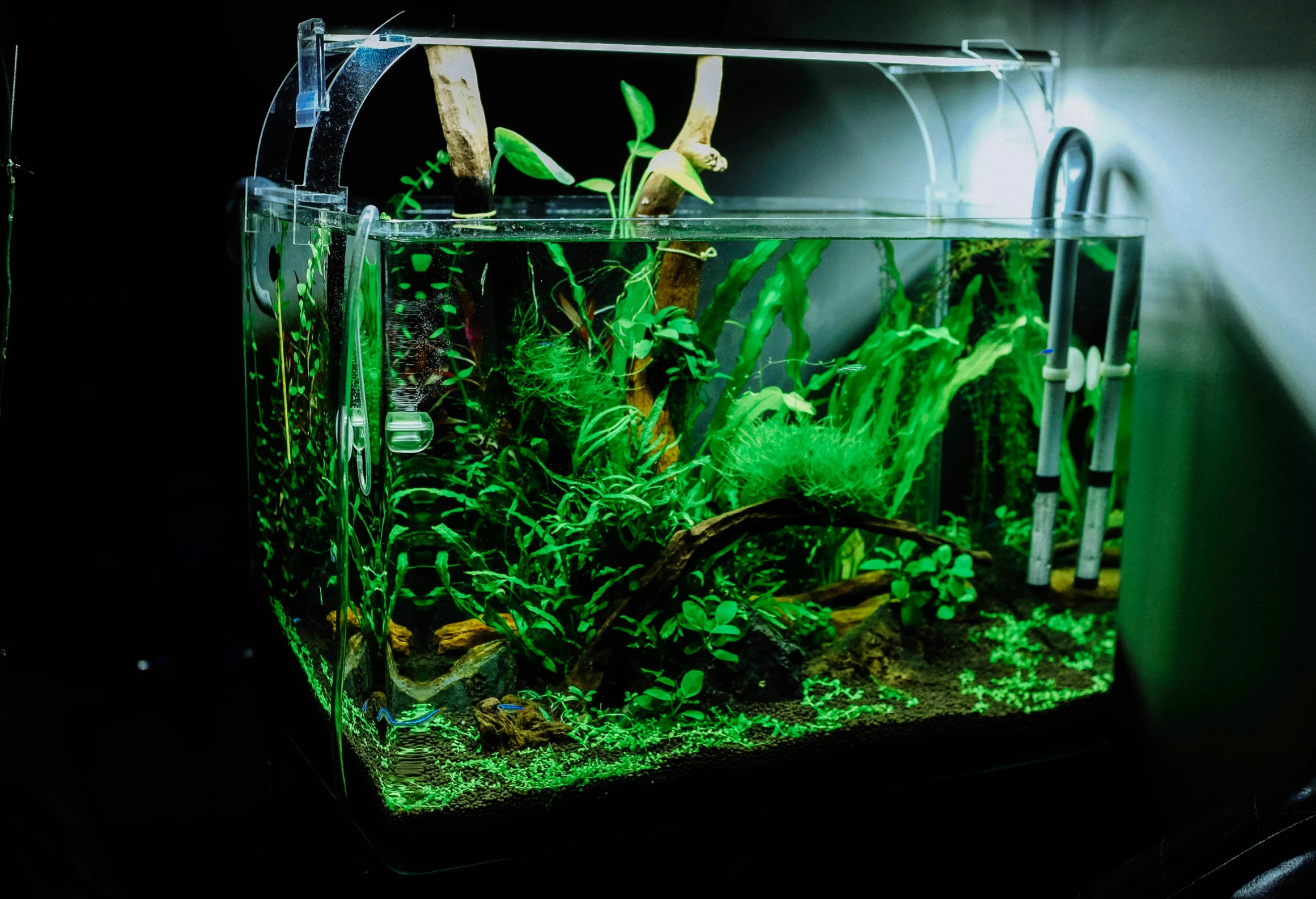 an aquarium with plants in it and an animal lamp