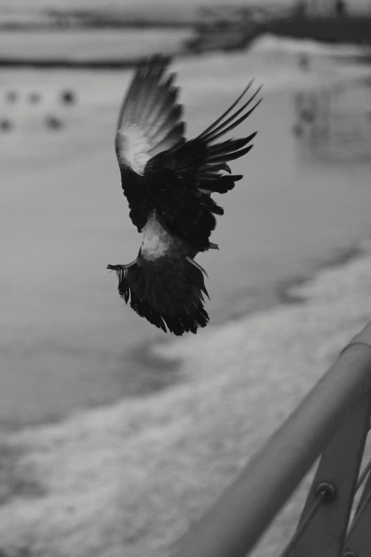a black and white bird is flying high above the ocean