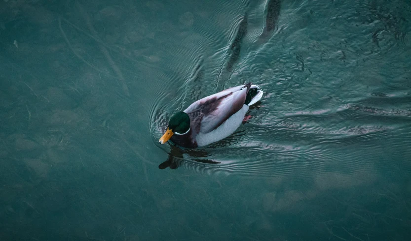 an image of a duck that is swimming on the water