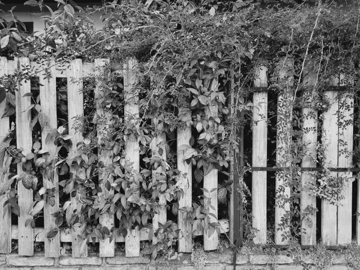 a fence made up of many wooden posts and leaves