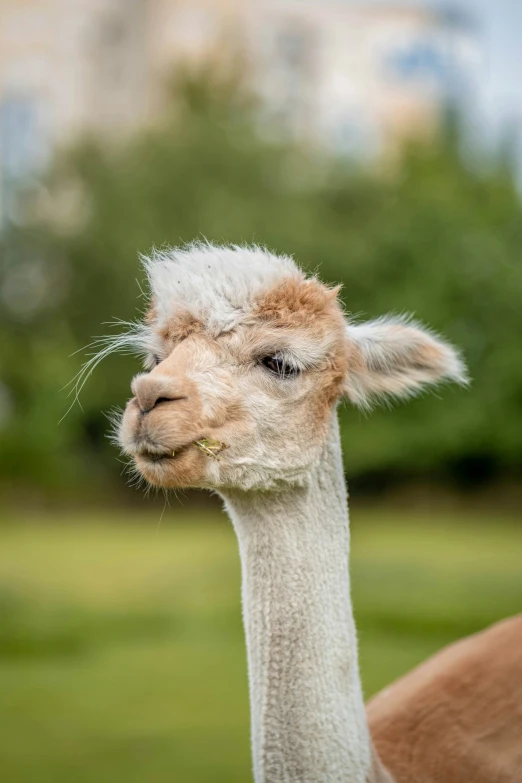 an alpaca staring at the camera with its head tilted