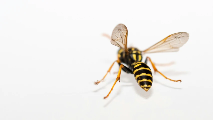 a close up of a yellow and black insect