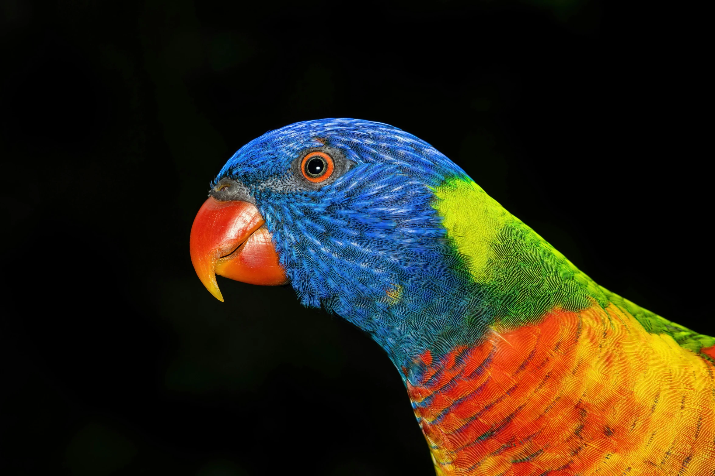 a multi colored bird has yellow and green feathers