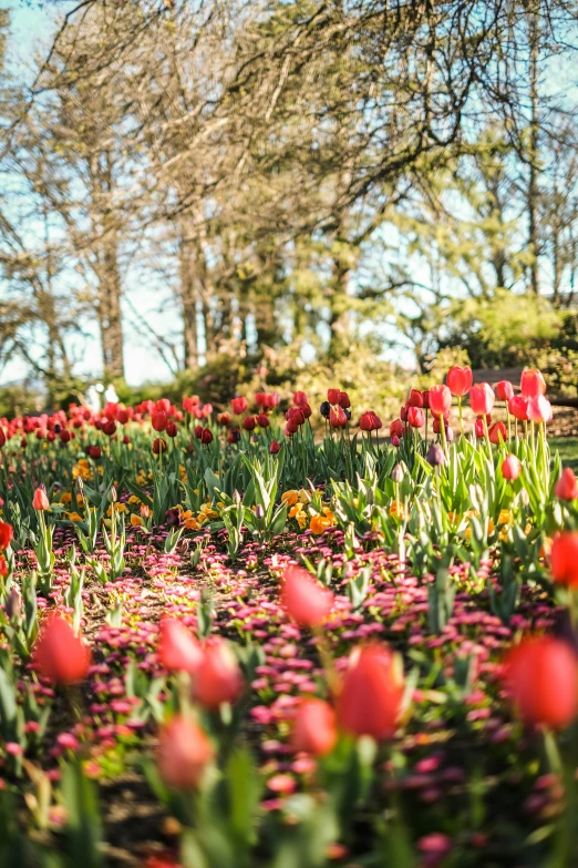 red flowers are blooming near a bunch of green trees