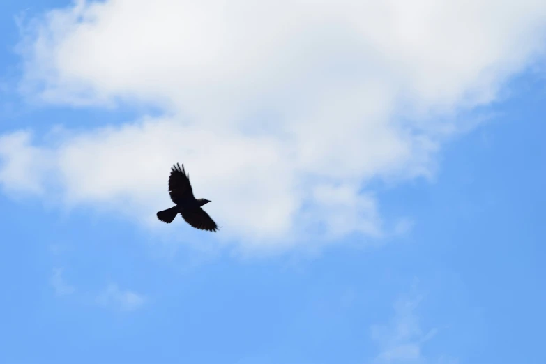 the bird in flight looks like it is flying