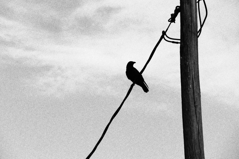 black and white po of a bird perched on a power line