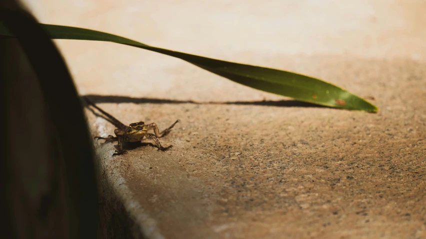 an insect on the ground next to a plant