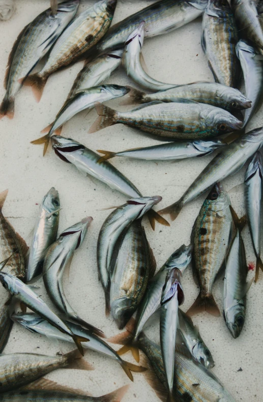 a large group of fish are swimming together in the water