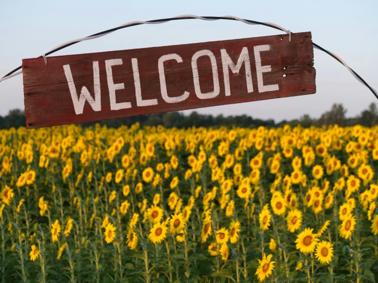 a sign with the words welcome hanging from a field of sunflowers