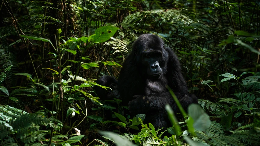 a gorilla sitting in some plants while onlookers look on
