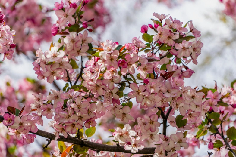 the blossoming tree is full of pink flowers