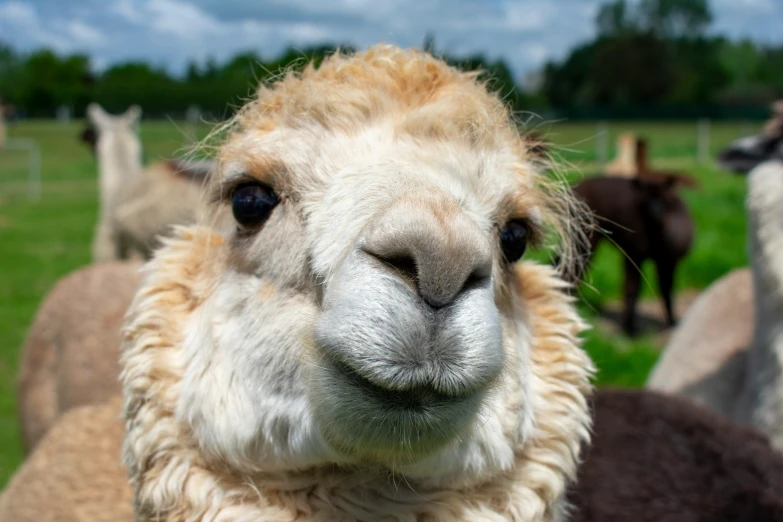 the head and face of a lama, surrounded by other animals