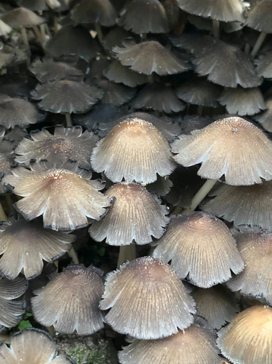 large cluster of mushrooms with different sizes in the forest