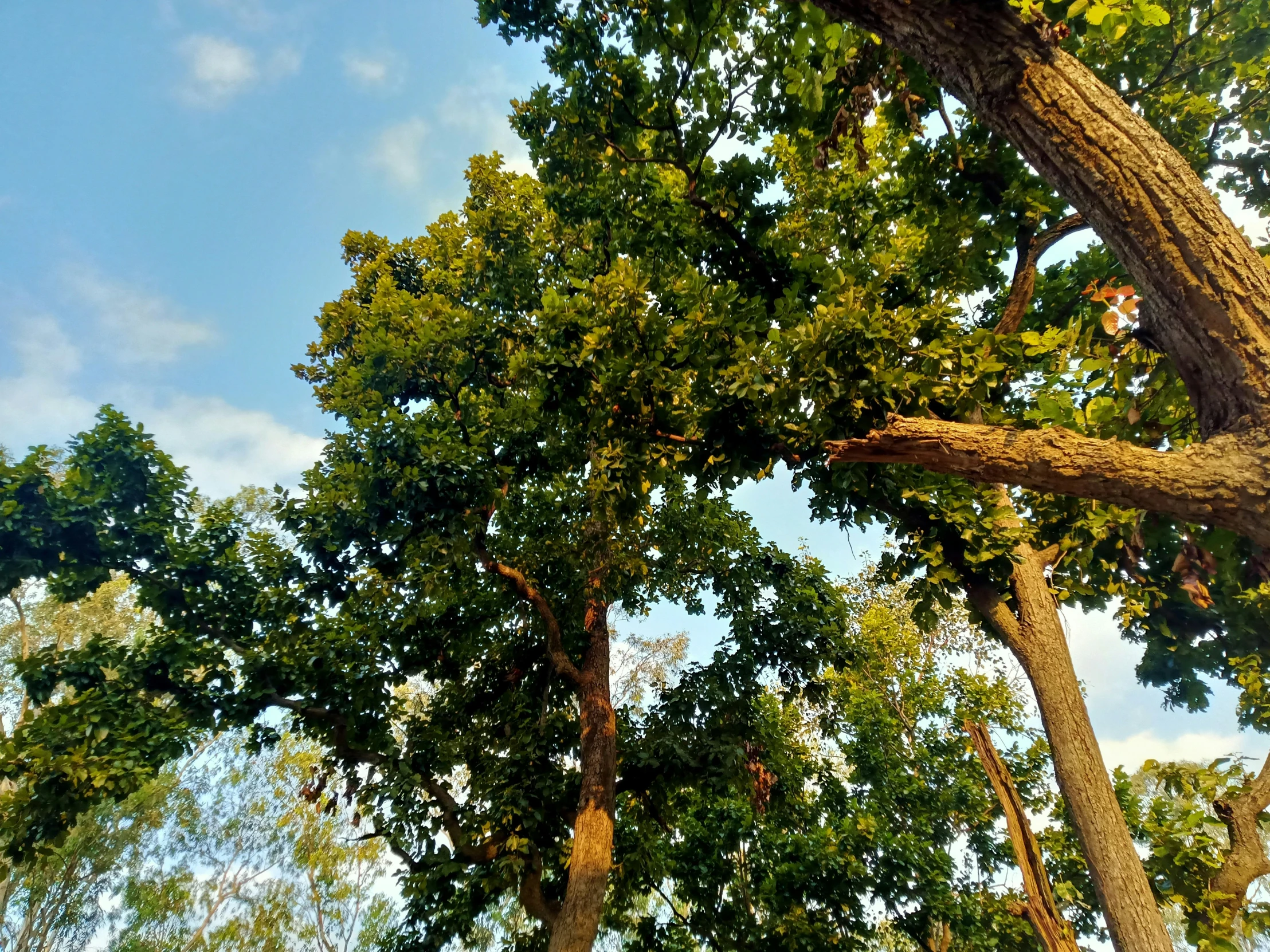 a brown teddy bear in the high nches of a tree