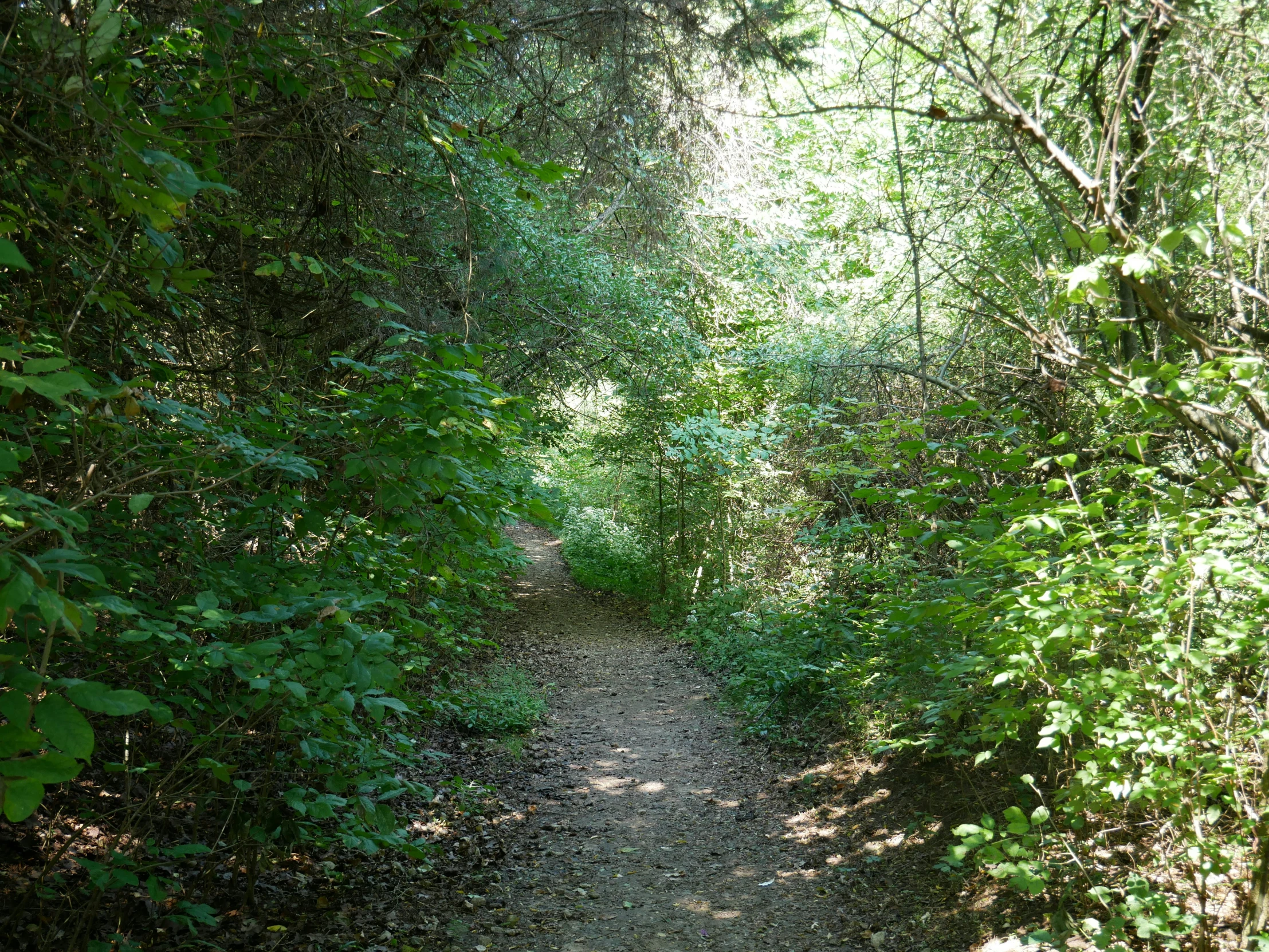 a trail going through lush green trees and bushes