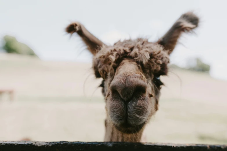 a close - up picture of an alpaca looking into the camera