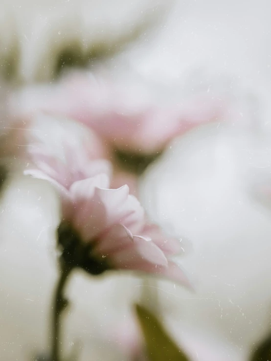 several pink flowers sit on the table in a vase