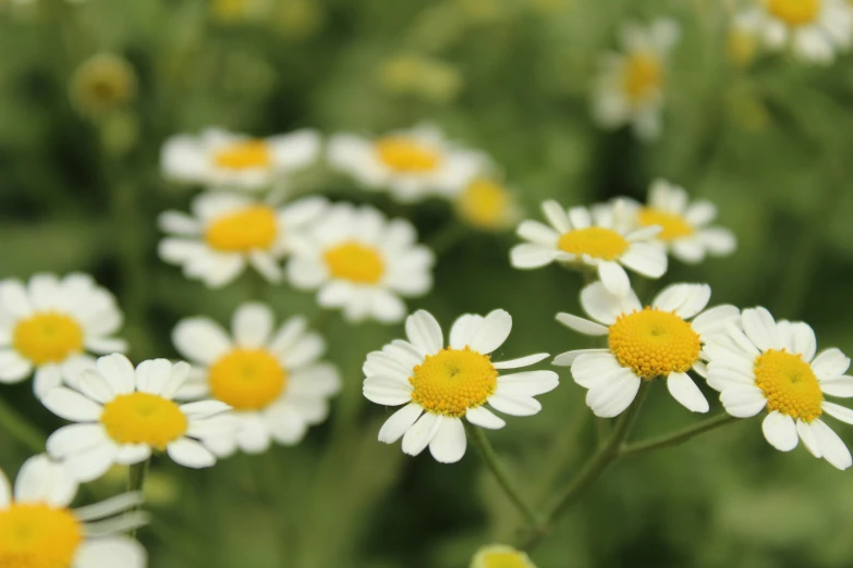 the flowers are in bloom all around the garden