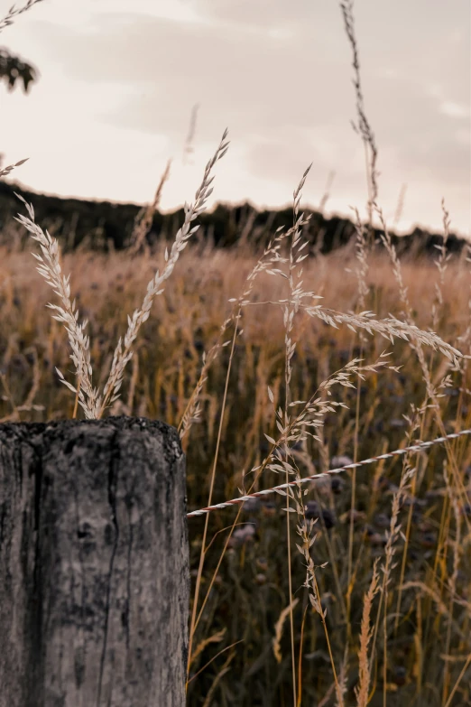 a wooden post with a plant growing out of it in the middle of nowhere