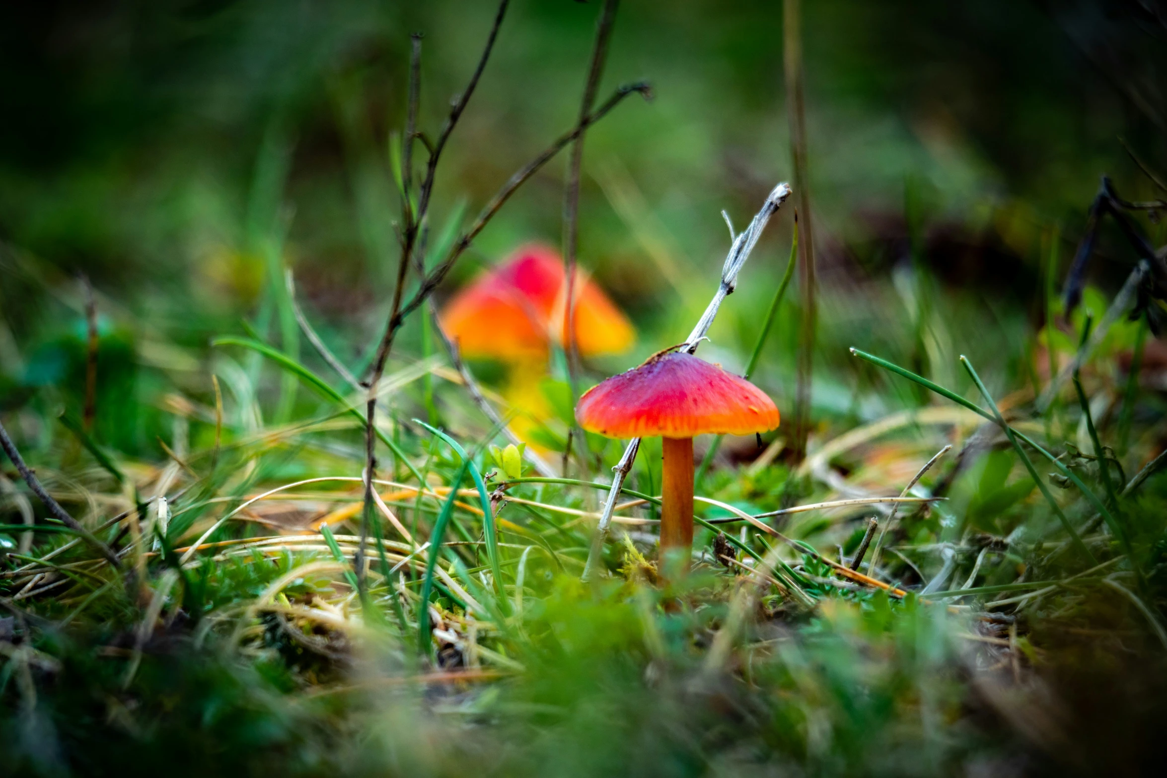 a couple of small orange mushrooms sitting on the grass