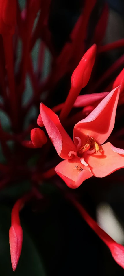 an image of the inside of an orchid