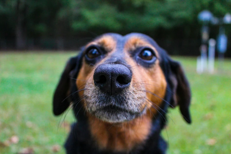a close up of the face of a dog on grass
