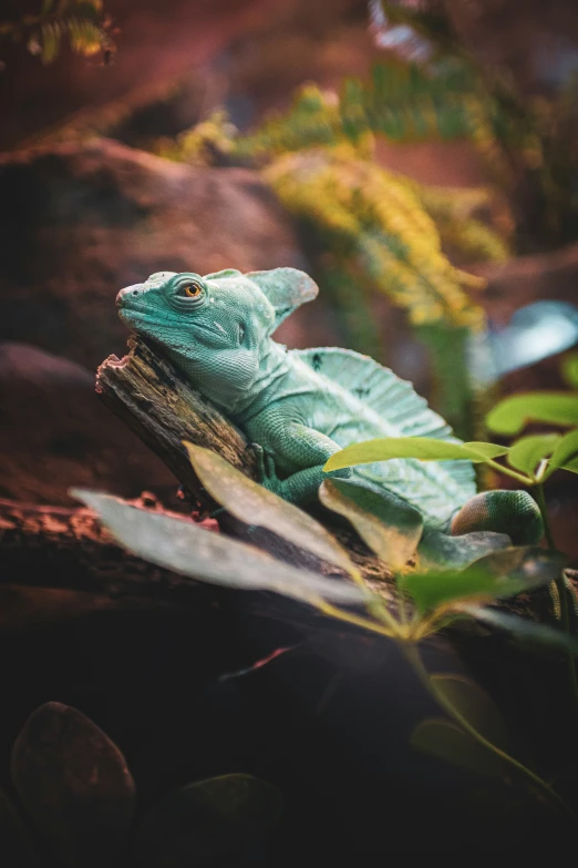 a lizard sitting on the ground in a garden