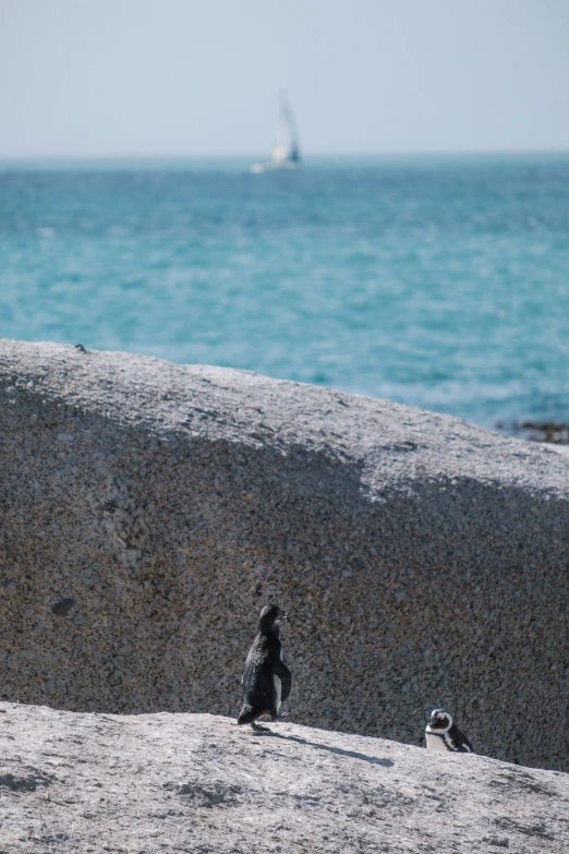 a couple of small birds sitting on top of a rock