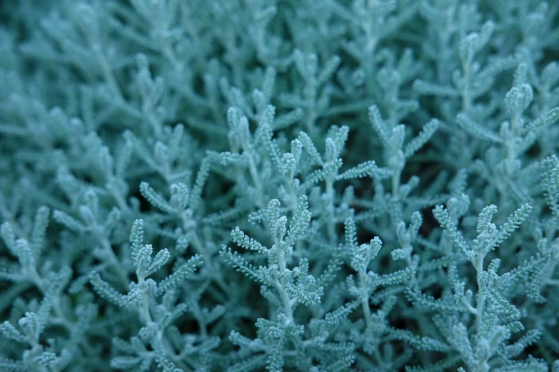 the frosted green vegetation looks like it has a bunch of small leaves