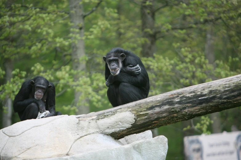 two black chimpans sitting on a large rock