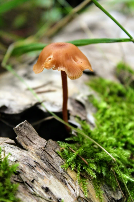 a mushroom sitting on a tree trunk surrounded by ferns