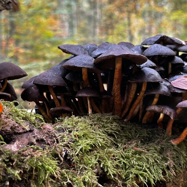 small cluster of mushrooms sitting on top of a tree stump