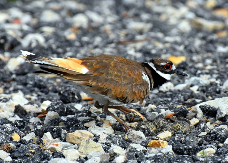 a brown bird with black and white feathers walks on rocks