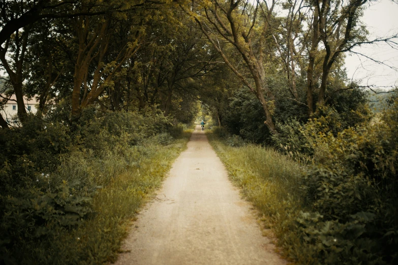 a narrow road surrounded by green trees in the middle of the woods