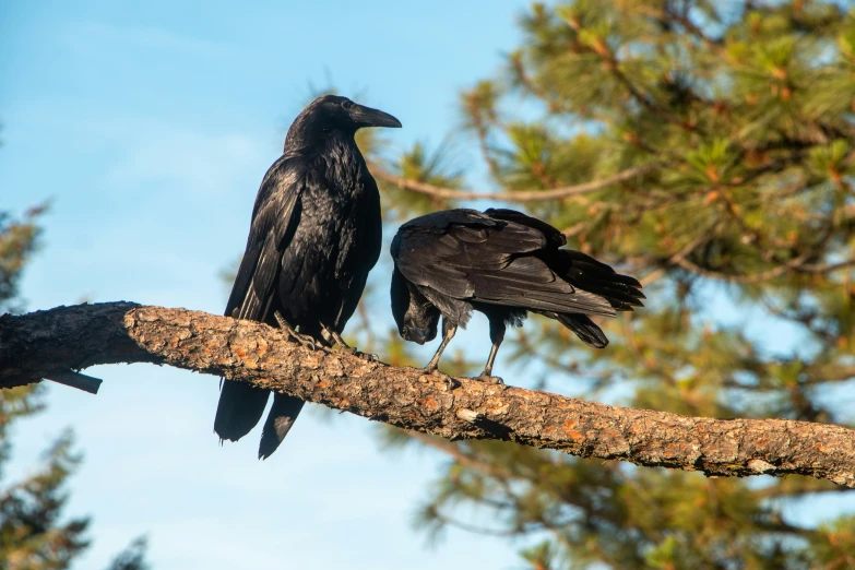 two birds perched on top of a tree nch