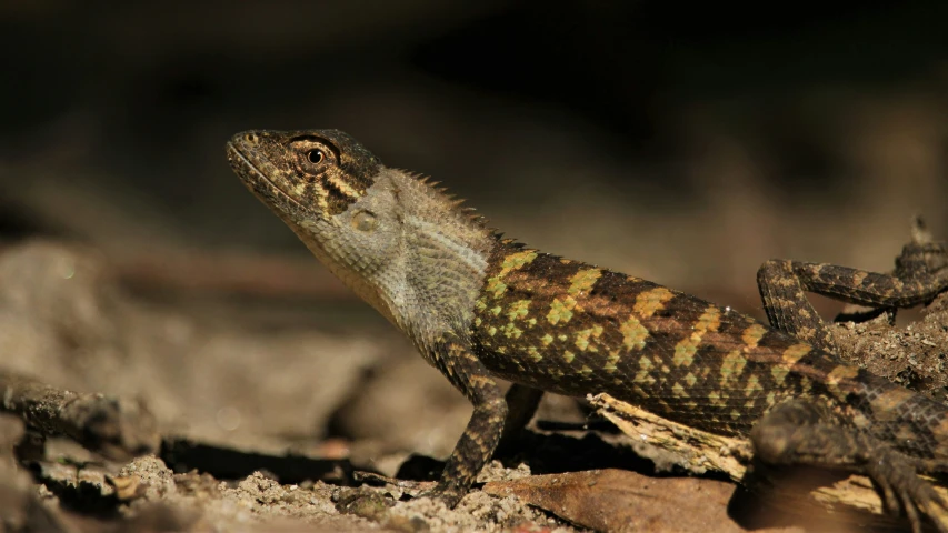 a close - up s of the brown, black and tan color of a lizard