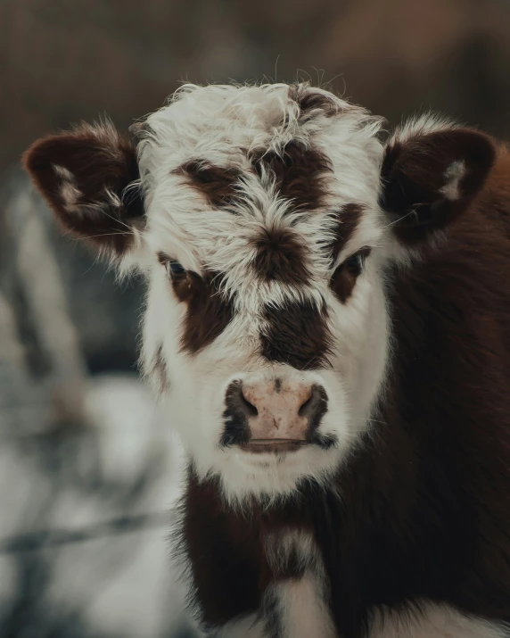 a brown and white cow stands with his eyes closed