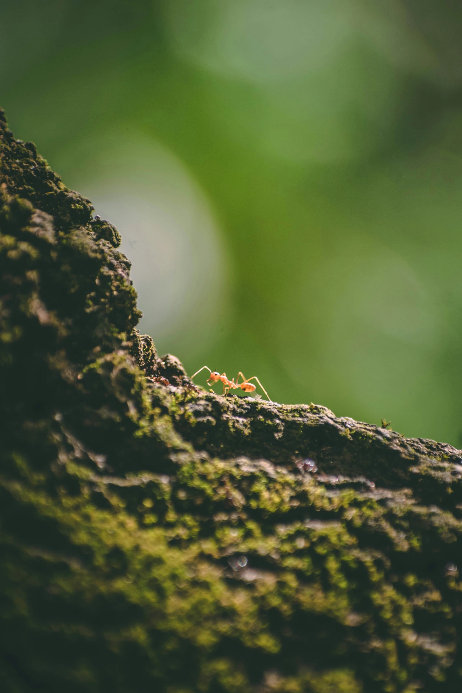 small red ants are walking along a mossy surface