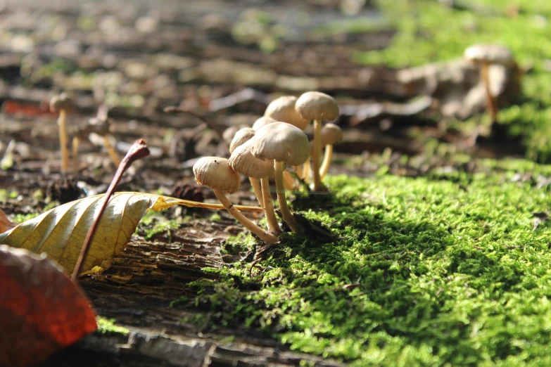 mushrooms growing on the side of a log