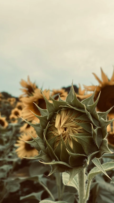 large sunflower in a field with sky background