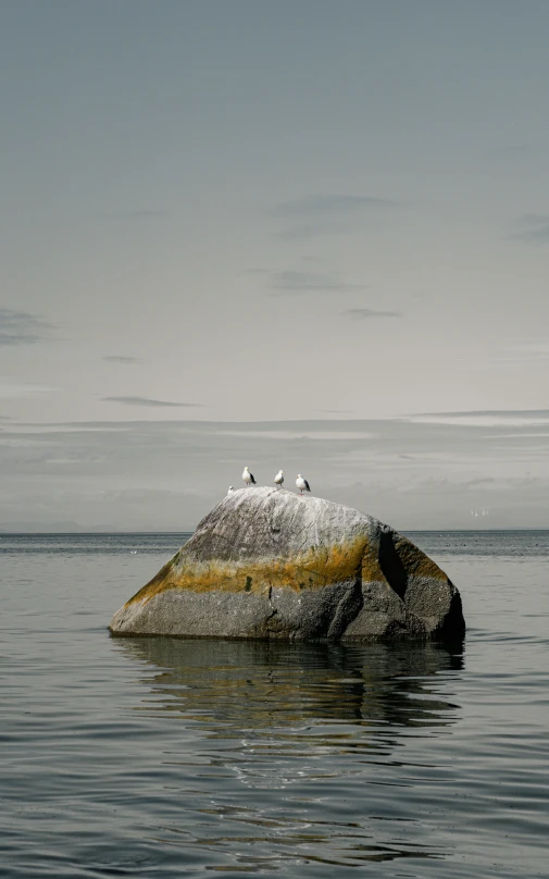 four birds sit on top of an island in the water