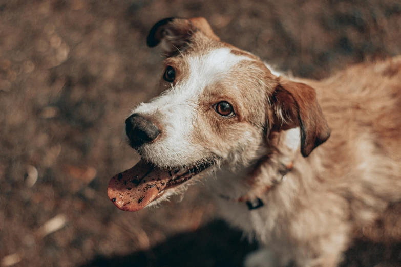 a tan and white dog looking up at the camera