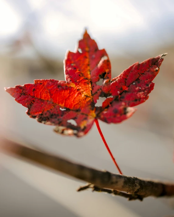 a red leaf sitting on top of a nch