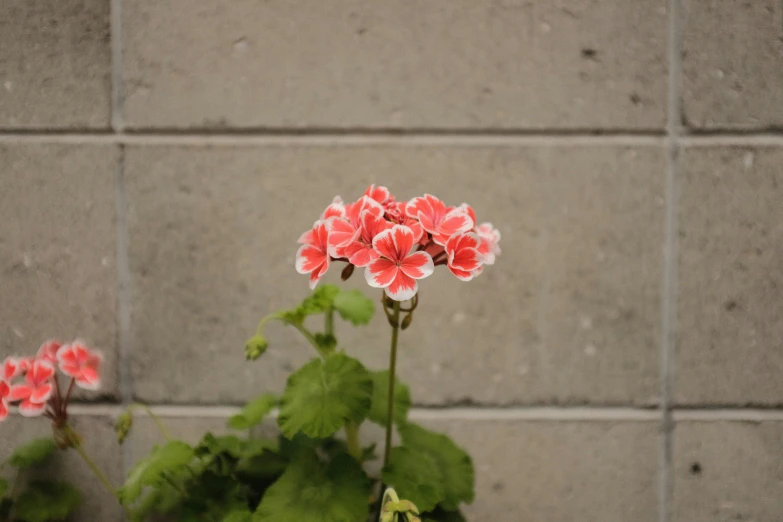 some pink flowers in front of a wall