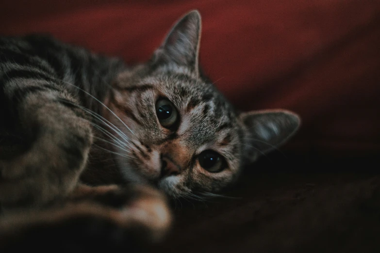 a cat resting on a sofa and looking at the camera