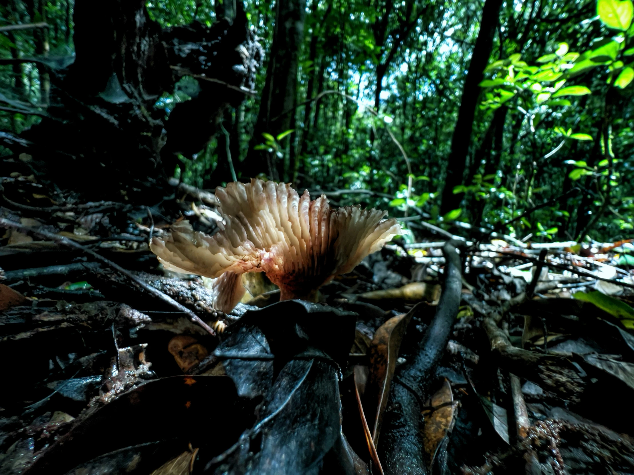 a flower with yellow center on leafy ground in forest