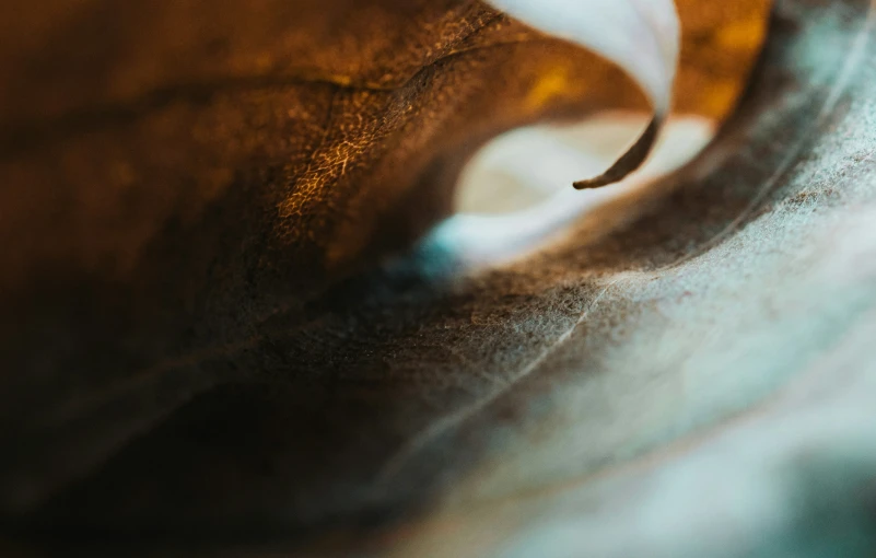 a banana's green spot is seen through the camera lens