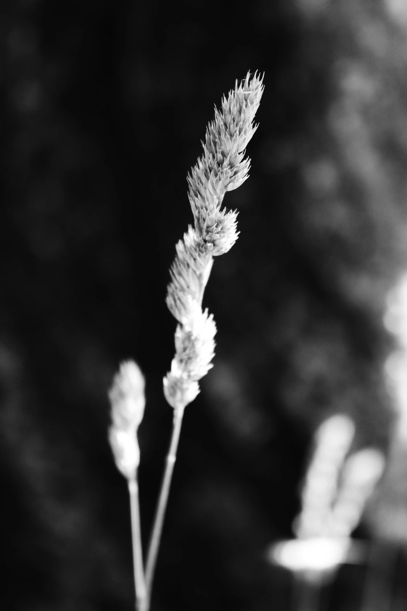 two tall white flowers are standing together