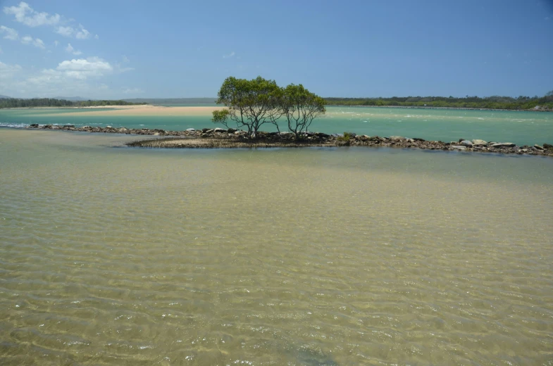 there is a small tree on an island in the water